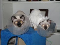 more kittens